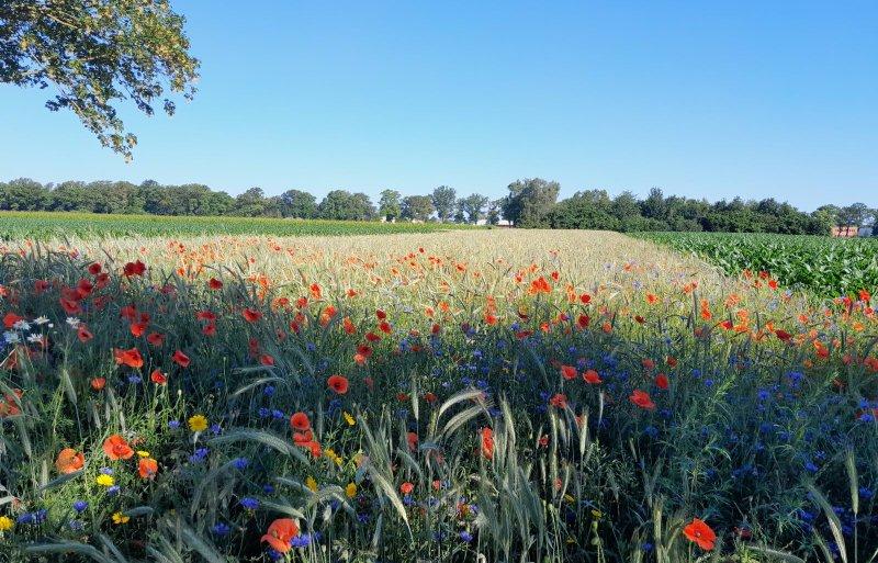 field flowers