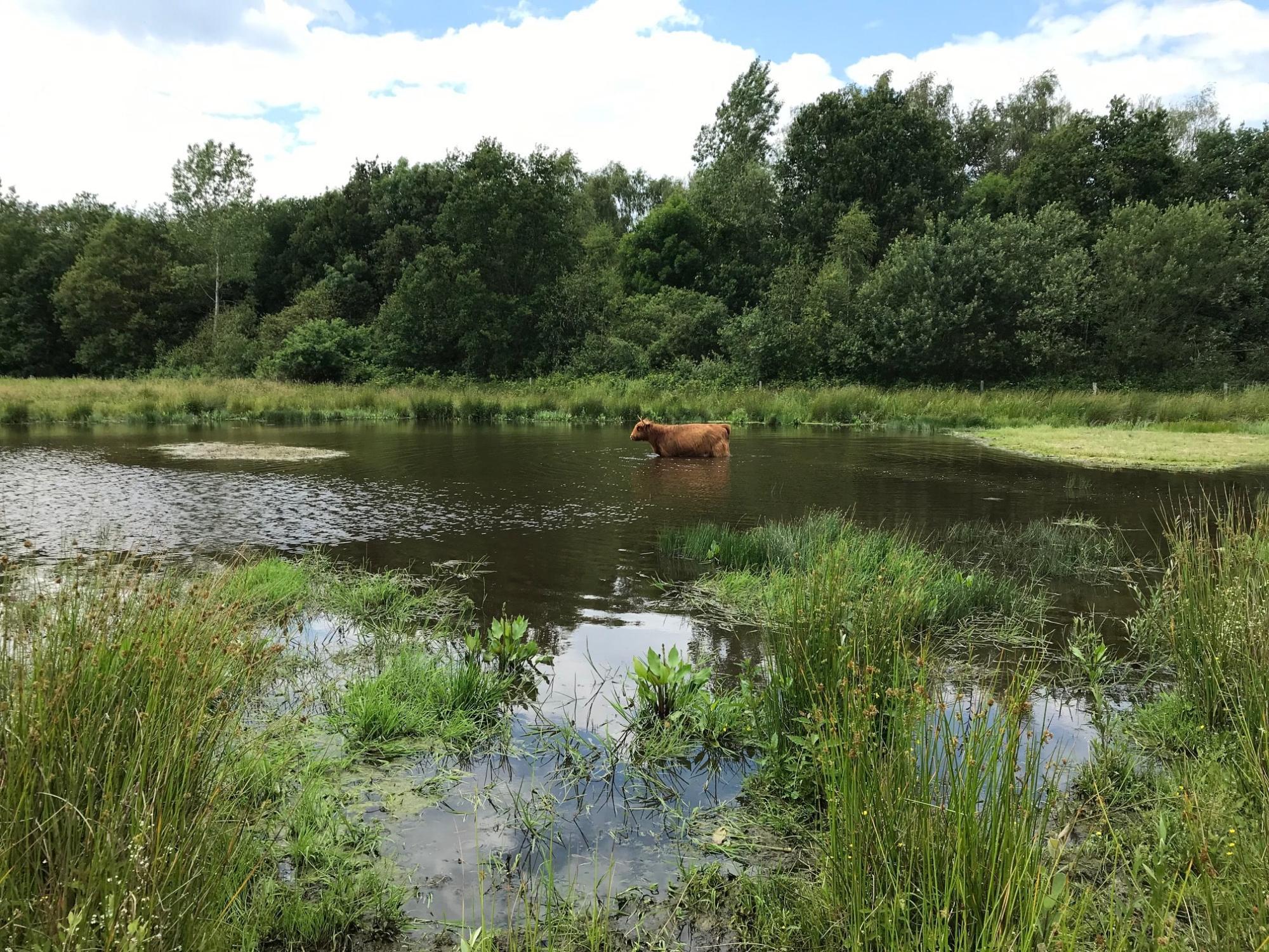 cow in water