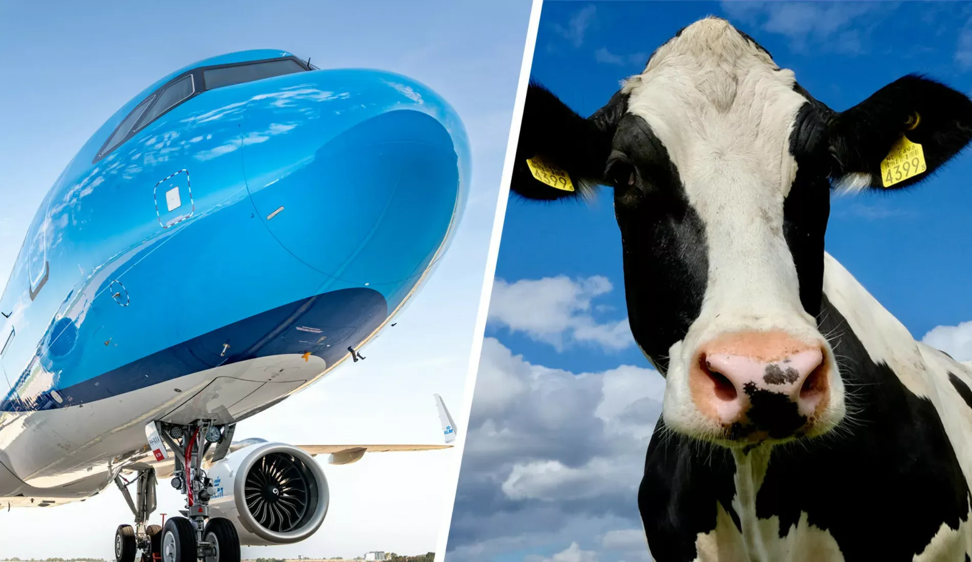 nitrogen, aircraft, cow