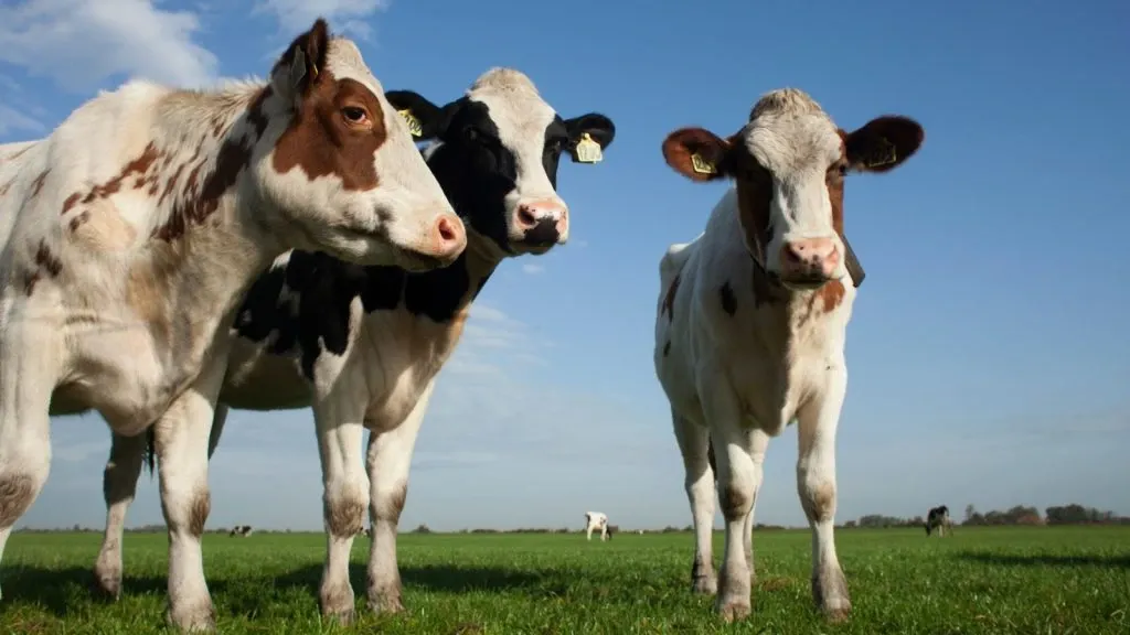 cows