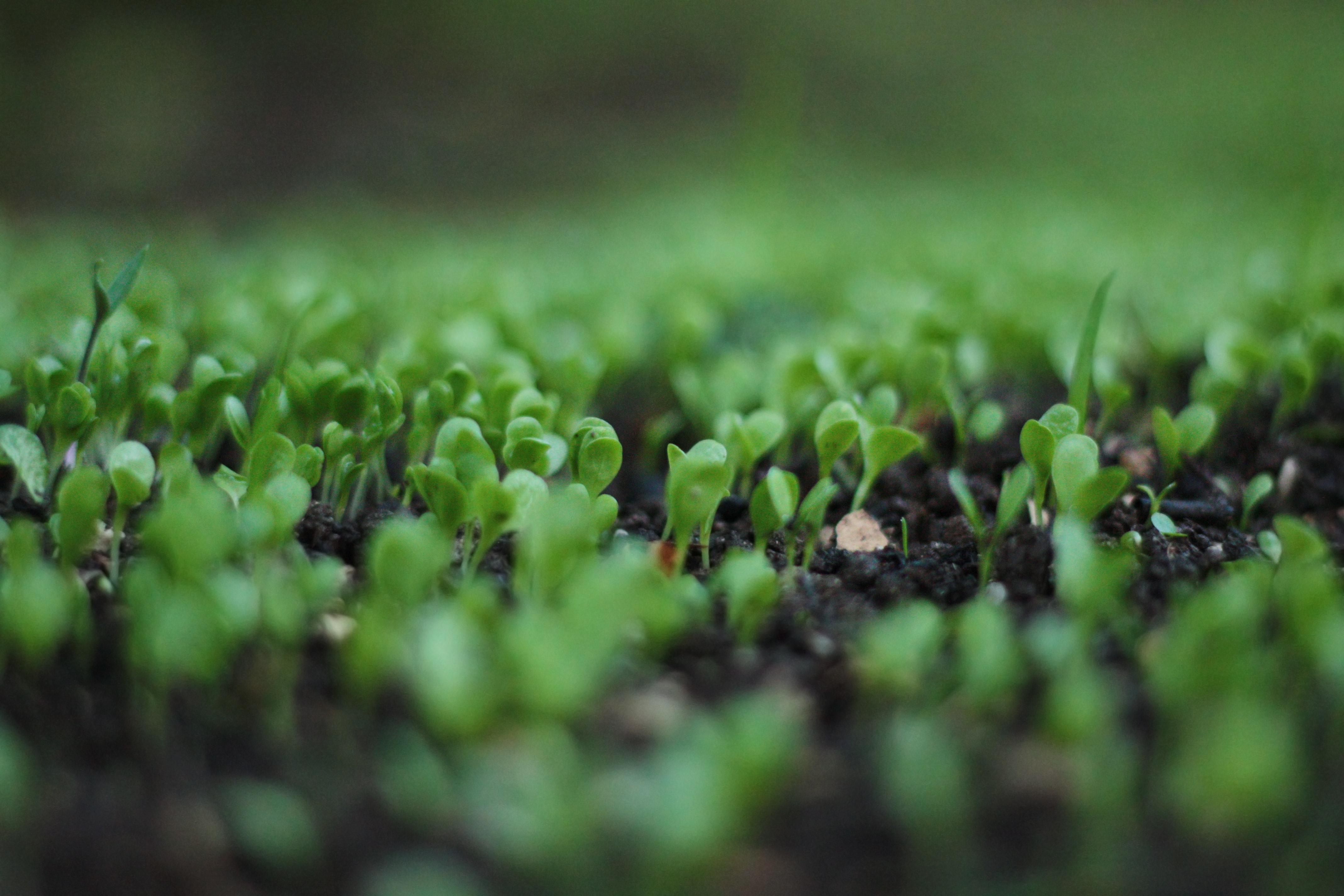 Organic farming