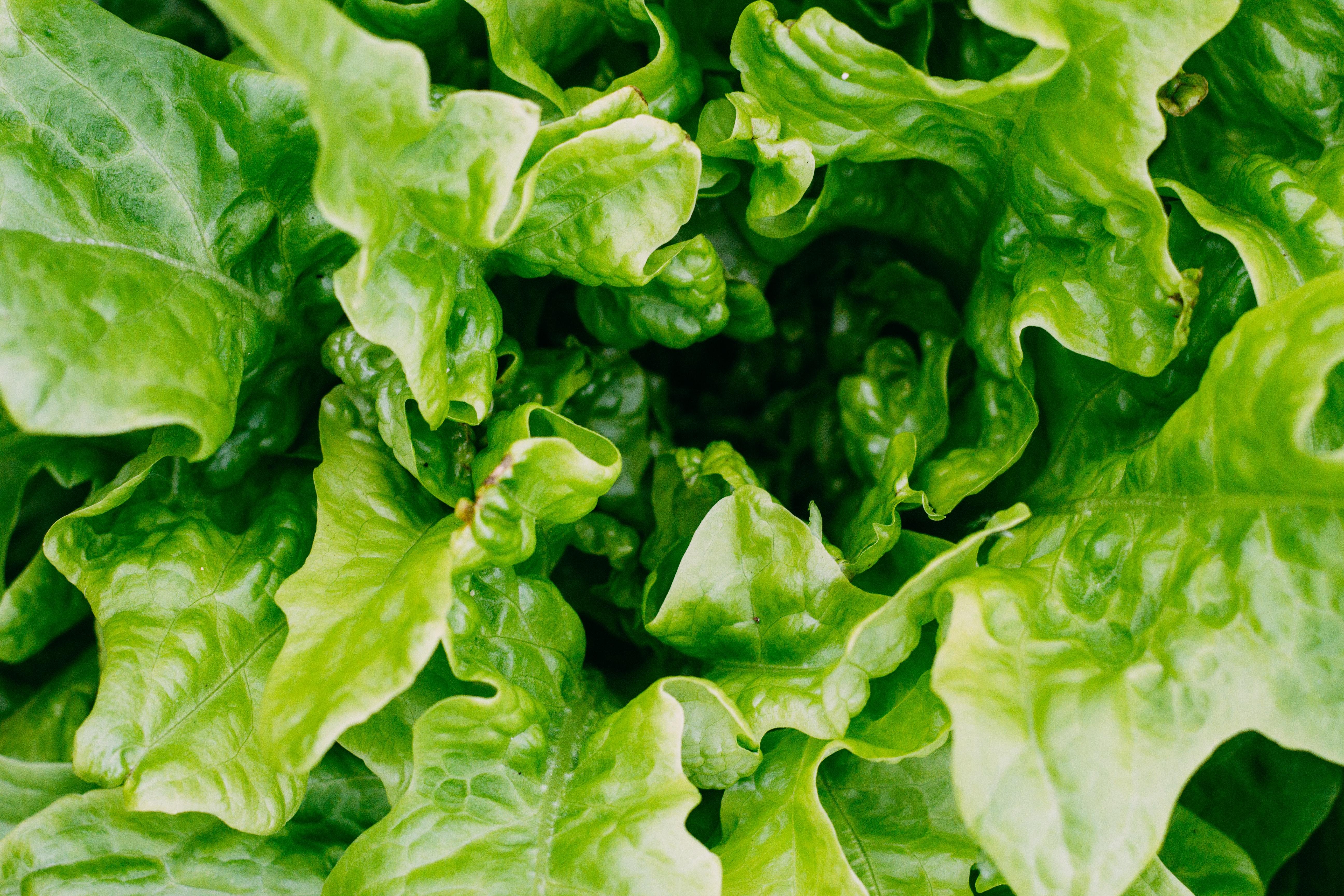 green lettuce