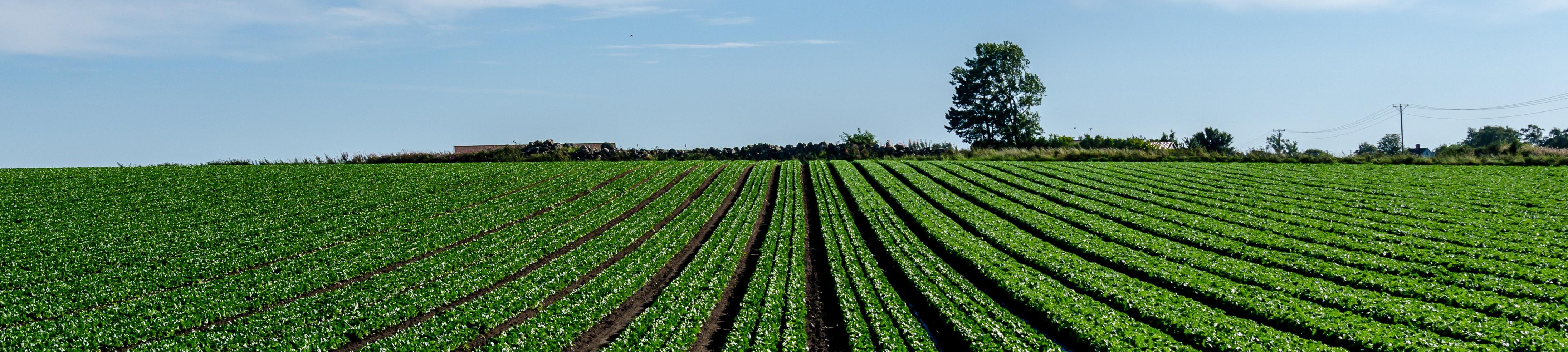 Sustainable agriculture