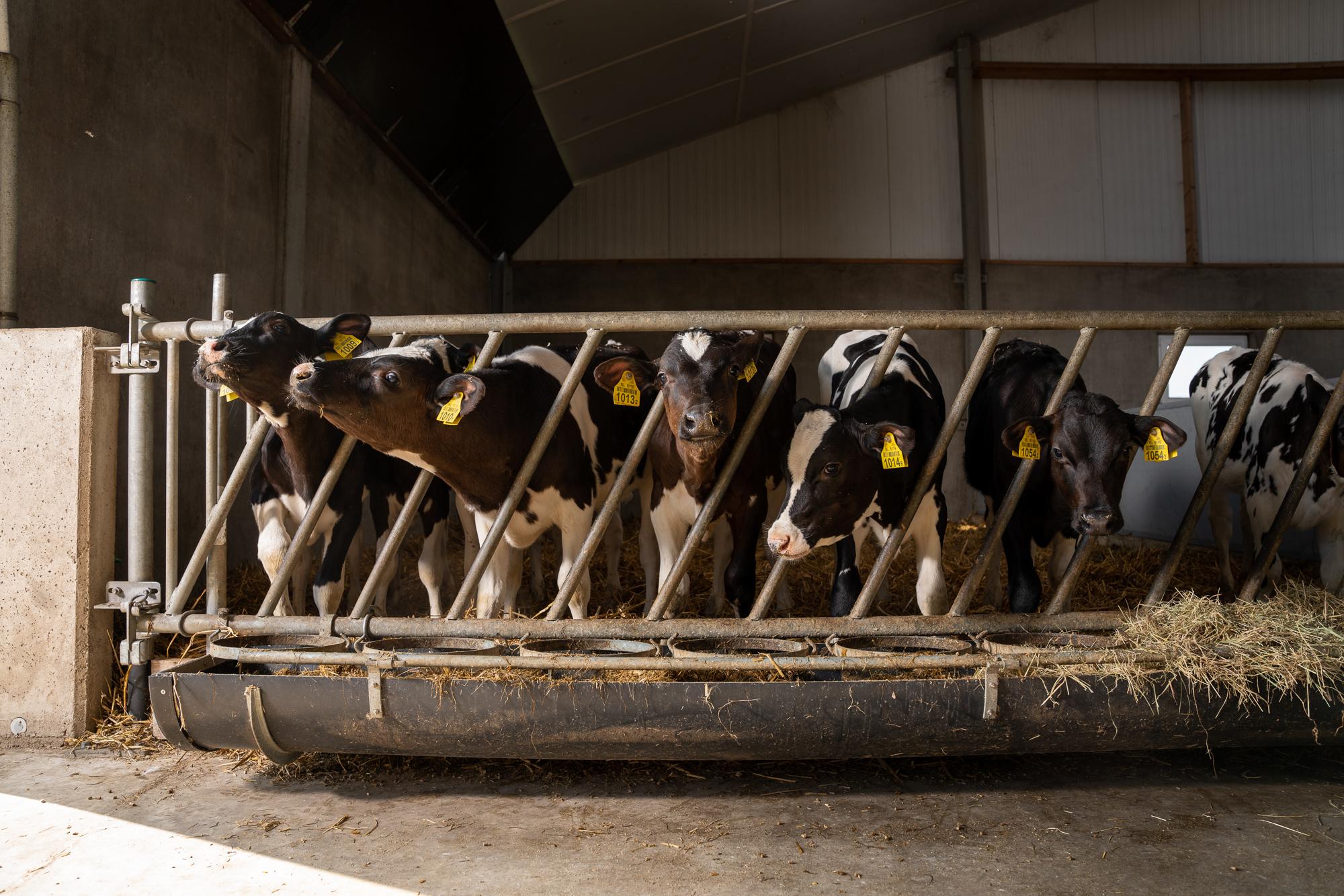 cows in stable