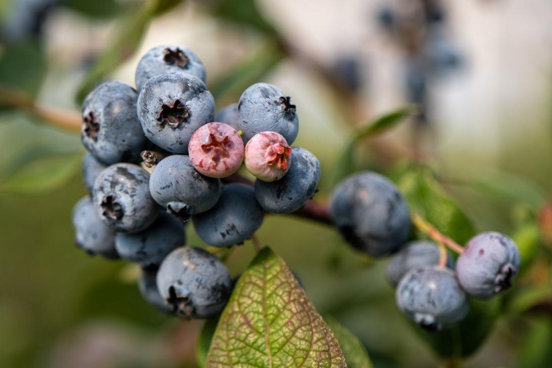 Blue Berries