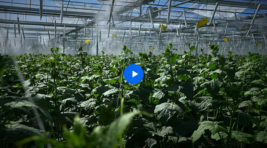 vegetables in greenhouse