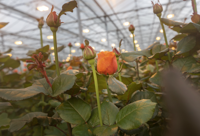 Innovation Cafe: the new ornamental growing